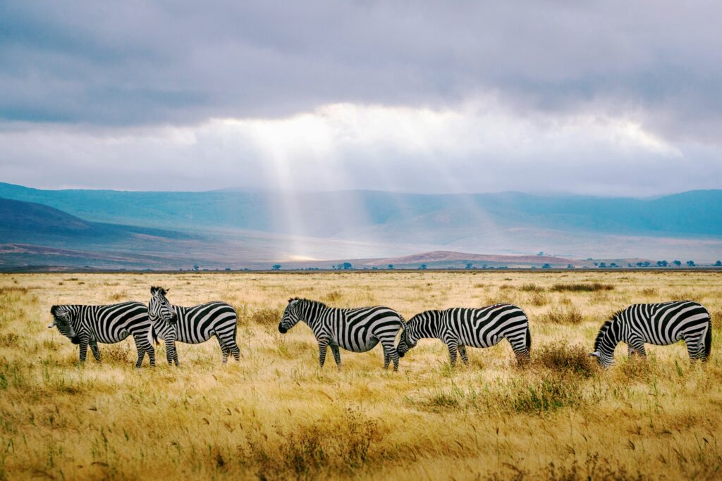 Herd of zebras grazing on the golden plains of Serengeti National Park during a 7-day Tanzania safari