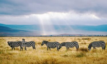 Herd of zebras grazing on the golden plains of Serengeti National Park during a 7-day Tanzania safari