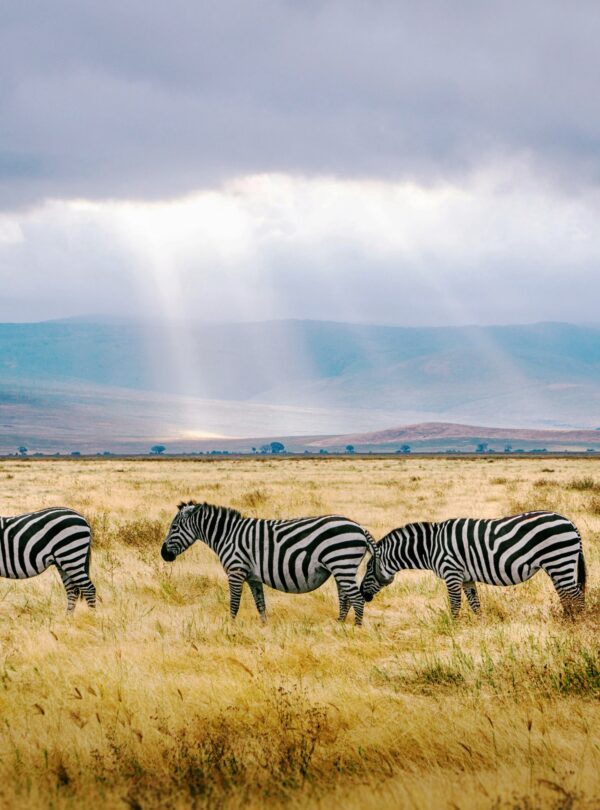 Herd of zebras grazing on the golden plains of Serengeti National Park during a 7-day Tanzania safari