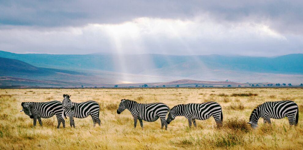 Tanzania Classic Safari