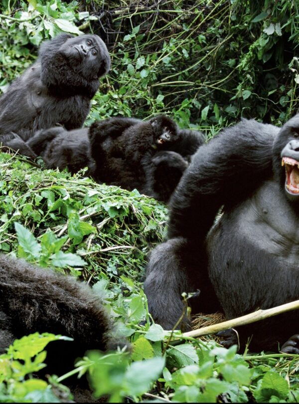 gorilla-trekking-uganda-family-gorillas
