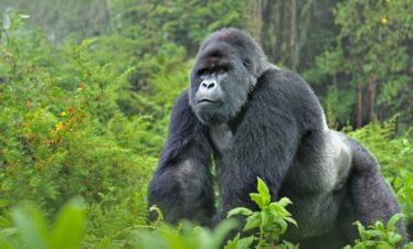 Rwanda's Ultimate Luxury
