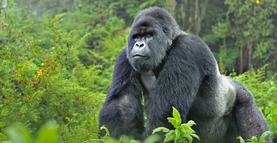 Rwanda's Ultimate Luxury