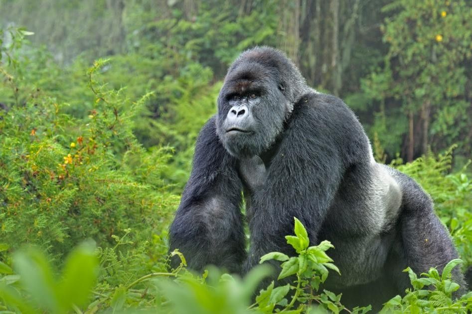 Rwanda's Ultimate Luxury