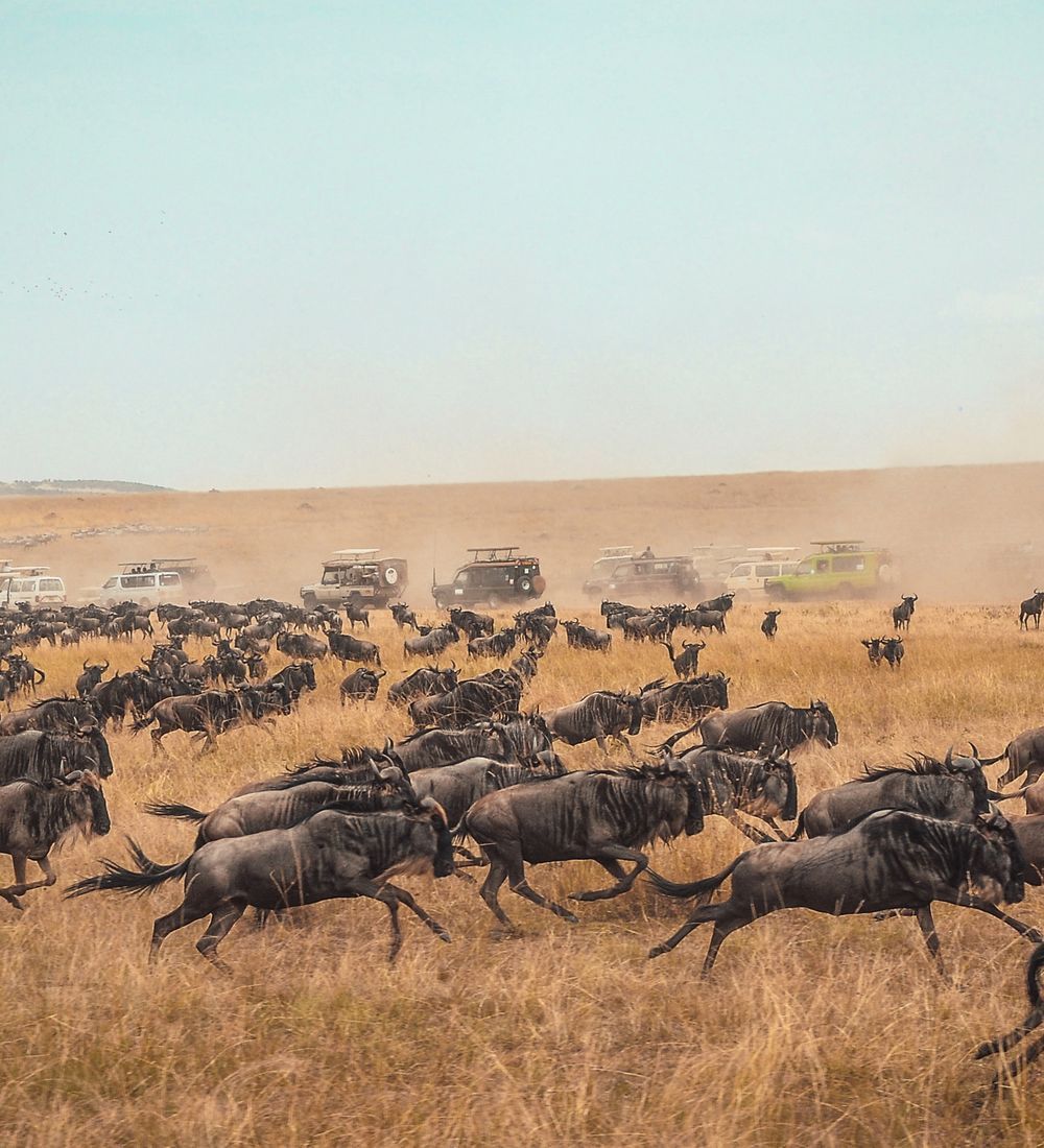 Kenya Luxury Fly-In Safari