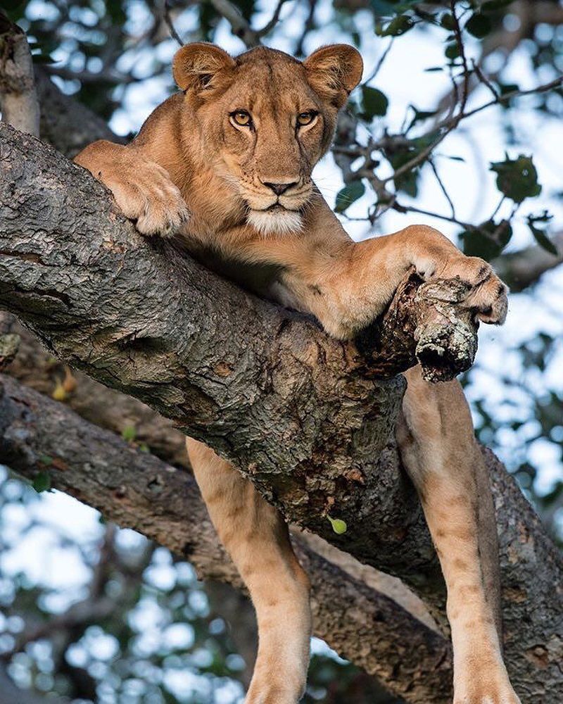 Tree climbing lions in Uganda