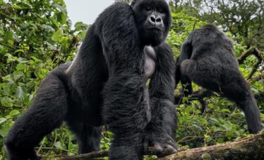 Luxury gorilla trekking, one of the Rwanda Wildlife tours