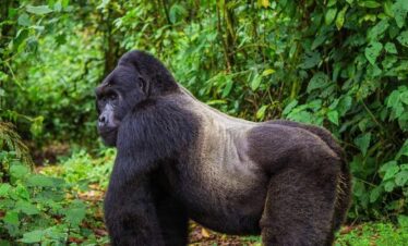 3-day luxury Rwanda gorilla and chimpanzee fly-in safari experience