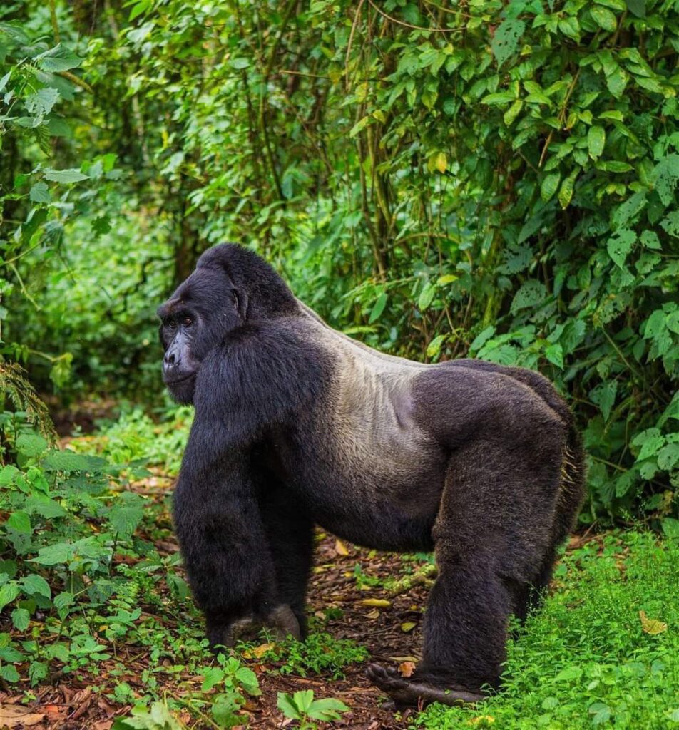 3-day luxury Rwanda gorilla and chimpanzee fly-in safari experience
