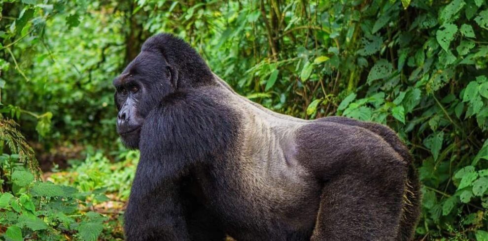 3-day luxury Rwanda gorilla and chimpanzee fly-in safari experience