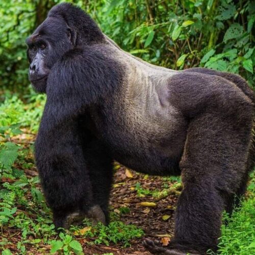 3-day luxury Rwanda gorilla and chimpanzee fly-in safari experience