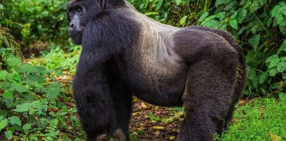 3-day luxury Rwanda gorilla and chimpanzee fly-in safari experience