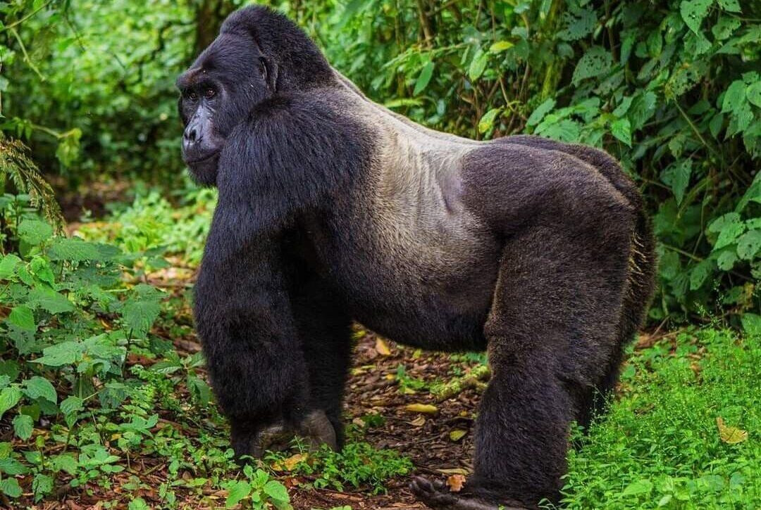 3-day luxury Rwanda gorilla and chimpanzee fly-in safari experience
