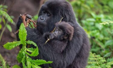 Gorilla trekking and gorilla habituation experience in Bwindi Uganda