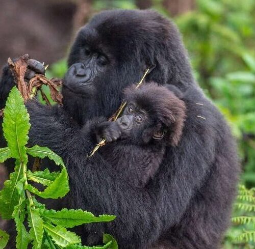 Gorilla trekking and gorilla habituation experience in Bwindi Uganda