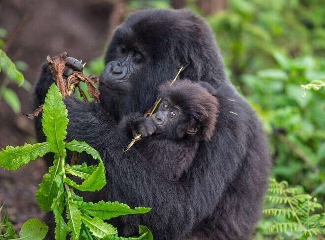 Gorilla trekking and gorilla habituation experience in Bwindi Uganda