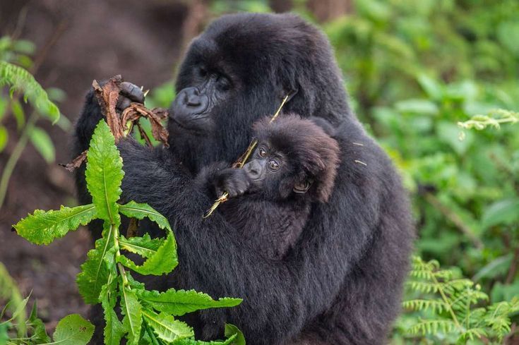 Gorilla trekking and gorilla habituation experience in Bwindi Uganda