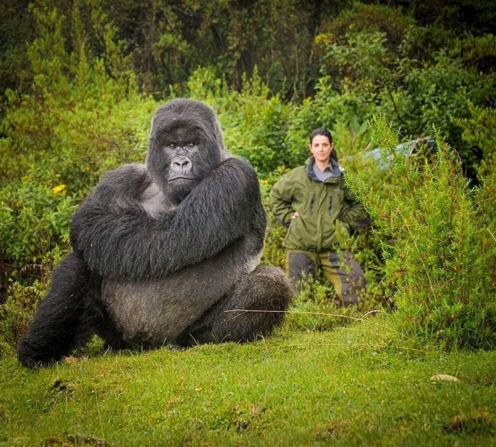 4-Day Luxury Rwanda Gorilla and Chimpanzee Safari in Volcanoes and Nyungwe