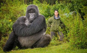 4-Day Luxury Rwanda Gorilla and Chimpanzee Safari in Volcanoes and Nyungwe