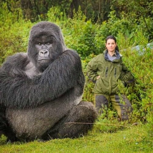 4-Day Luxury Rwanda Gorilla and Chimpanzee Safari in Volcanoes and Nyungwe