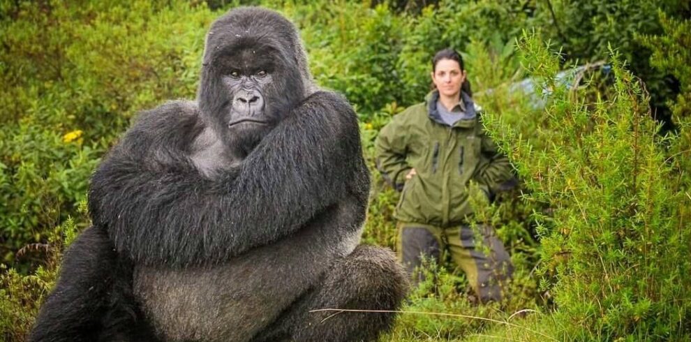 4-Day Luxury Rwanda Gorilla and Chimpanzee Safari in Volcanoes and Nyungwe