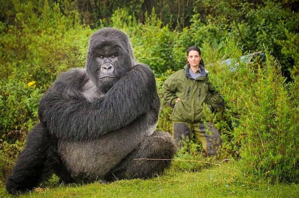 4-Day Luxury Rwanda Gorilla and Chimpanzee Safari in Volcanoes and Nyungwe