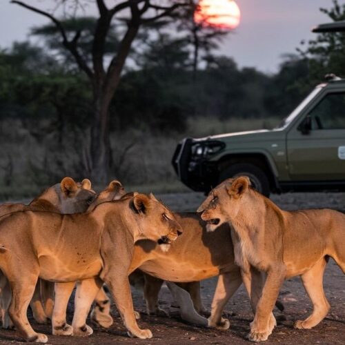 6-Day Magical Kenya Safari across Tsavo East, Tsavo West, Lake Nakuru and Maasai Mara