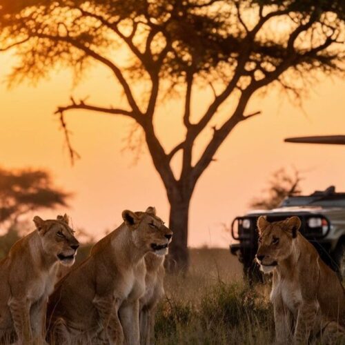 cost of an African safari