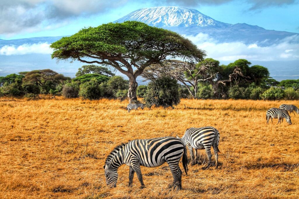 Zebras grazing in Amboseli with Mount Kilimanjaro backdrop