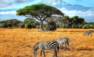 Zebras grazing in Amboseli with Mount Kilimanjaro backdrop