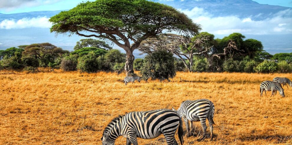 Zebras grazing in Amboseli with Mount Kilimanjaro backdrop