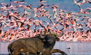 Buffalo and Flocks of flamingos on the shores of Lake Nakuru National Park