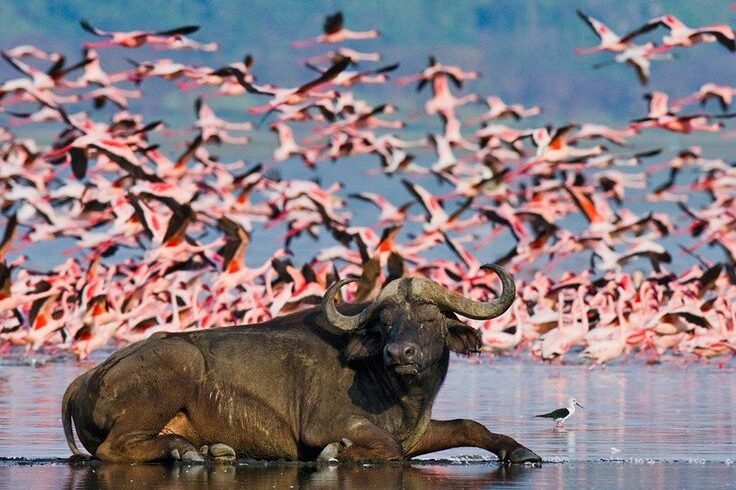 Buffalo and Flocks of flamingos on the shores of Lake Nakuru National Park