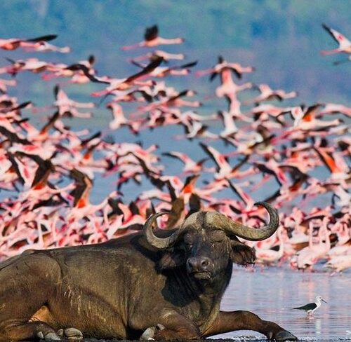 Buffalo and Flocks of flamingos on the shores of Lake Nakuru National Park