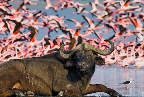 Kenya Luxury Fly-In Safari
