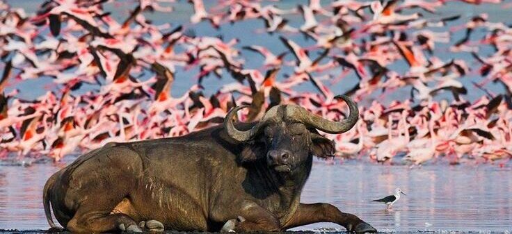Kenya Luxury Fly-In Safari