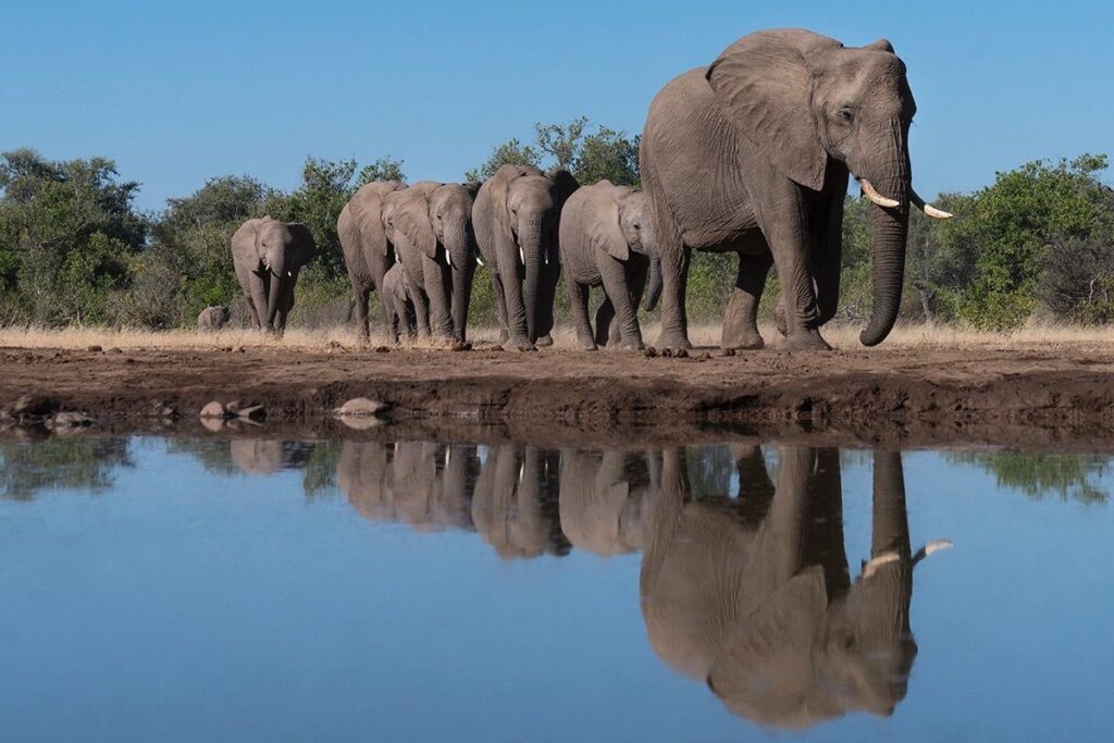 Elephants drinking water in Amboseli National Park Kenya