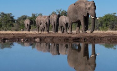 Elephants drinking water in Amboseli National Park Kenya