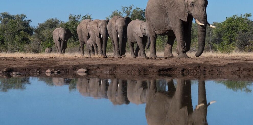 Elephants drinking water in Amboseli National Park Kenya