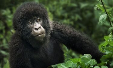 Gorilla habituation experience with mountain gorillas in Bwindi Impenetrable National Park