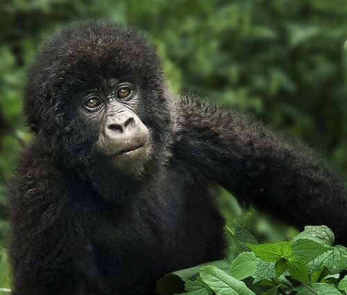 Gorilla habituation experience with mountain gorillas in Bwindi Impenetrable National Park