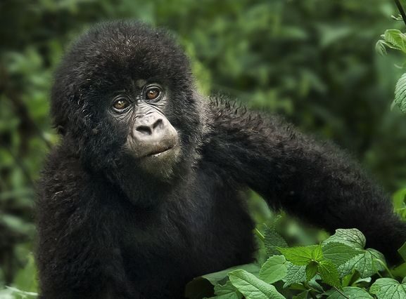 Gorilla habituation experience with mountain gorillas in Bwindi Impenetrable National Park