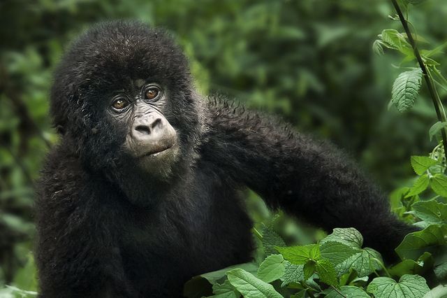 Gorilla habituation experience with mountain gorillas in Bwindi Impenetrable National Park