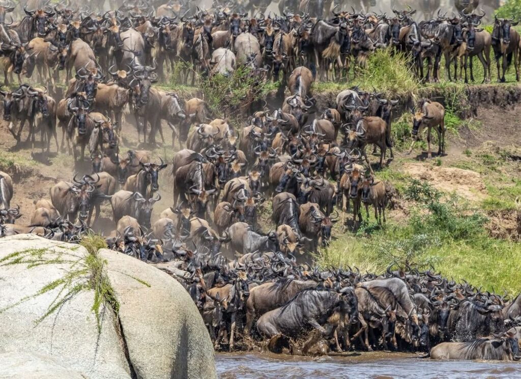 Wildebeest herds during the Great Migration in Serengeti ecosystem
