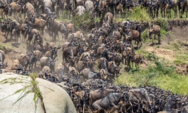 Wildebeest herds during the Great Migration in Serengeti ecosystem