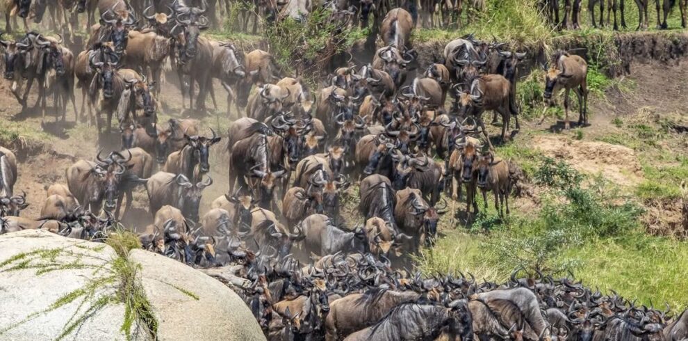 Wildebeest herds during the Great Migration in Serengeti ecosystem