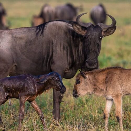 5-Day Tanzania Safari