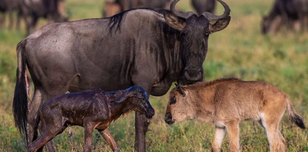 5-Day Tanzania Safari