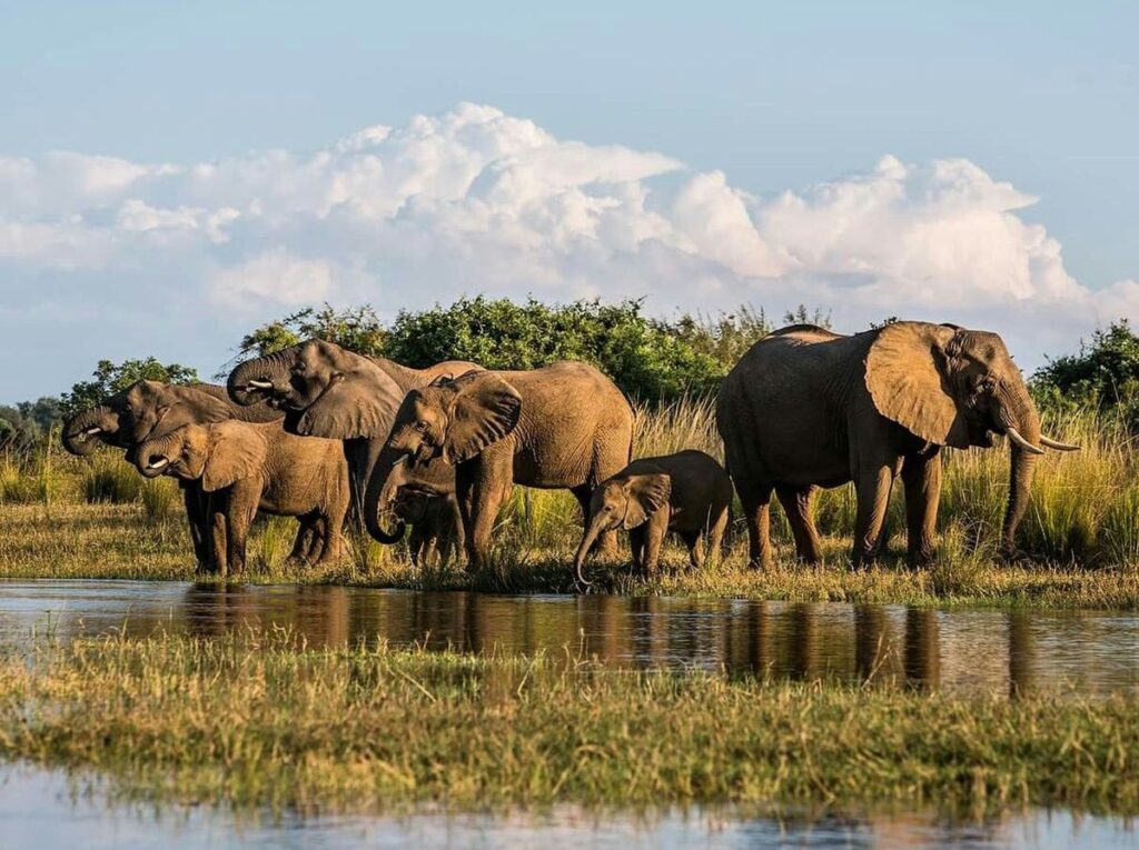 Uganda Wildlife Authority park fees