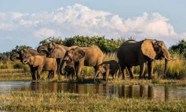 Serengeti Wildlife Adventure